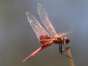 Tramea eurybia (Dune Glider).jpg